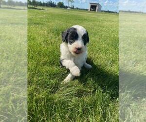 Sheepadoodle Puppy for sale in FINLAYSON, MN, USA