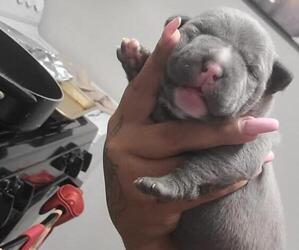 American Bully Puppy for sale in LAUREL, MD, USA