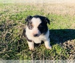 Small Miniature American Shepherd