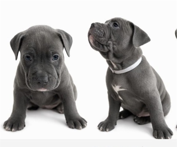 Medium Photo #2 American Pit Bull Terrier Puppy For Sale in ORANGE, NJ, USA