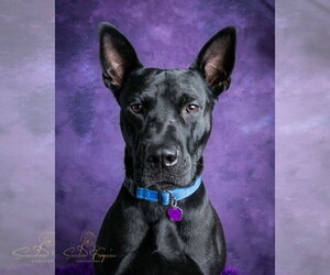 Dante - Male American Pit Bull Terrier-German Shepherd Dog Mix Dog for Adoption - Photo #4