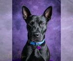 Small Photo #4 American Pit Bull Terrier-German Shepherd Dog Mix Puppy For Sale in Munford, TN, USA
