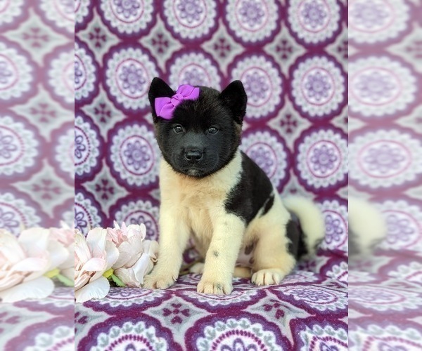 Medium Photo #1 Akita Puppy For Sale in AIRVILLE, PA, USA