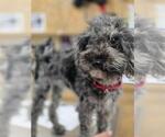 Small Goldendoodle (Miniature)
