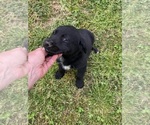 Small #7 Shepradors