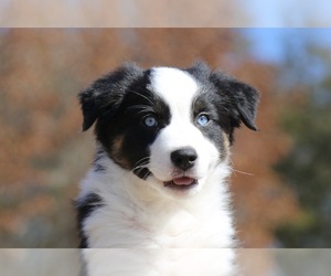 Miniature Australian Shepherd Puppy for Sale in WEATHERFORD, Texas USA