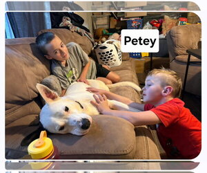 Petey Dixon - Male Mutt Dog for Adoption - Photo #6