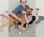 Small #2 American Staffordshire Terrier Mix