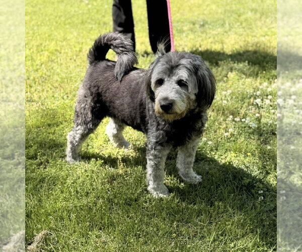 Medium Photo #4 Mutt Puppy For Sale in Yardley, PA, USA