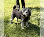 Small #3 Mutt