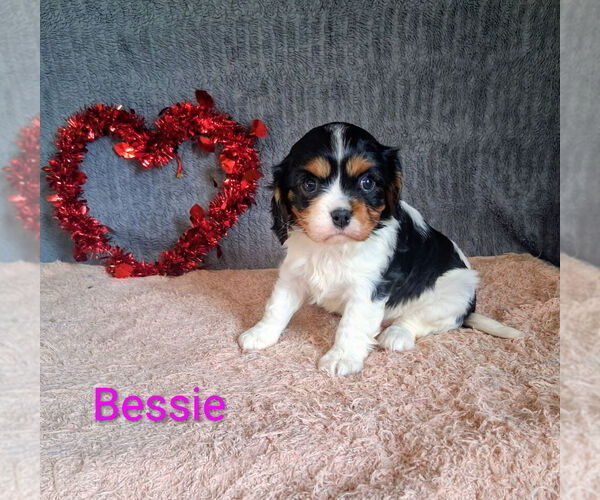 Medium Photo #2 Cavalier King Charles Spaniel Puppy For Sale in MOUNT PLEASANT, MI, USA