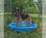 Small #2 German Shepherd Dog