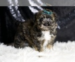 Small Photo #40 Poodle (Miniature) Puppy For Sale in WARSAW, IN, USA