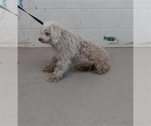 Poodle (Miniature) Dogs for adoption in San Bernardino, CA, USA