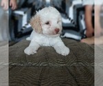 Small Photo #3 Poodle (Toy) Puppy For Sale in FRYTOWN, IA, USA