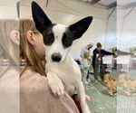 Small #5 Border Collie-Rat Terrier Mix