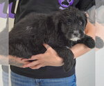 Small #1 Golden Retriever Mix