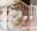 Small Photo #1 Poodle (Toy) Puppy For Sale in CHINO HILLS, CA, USA