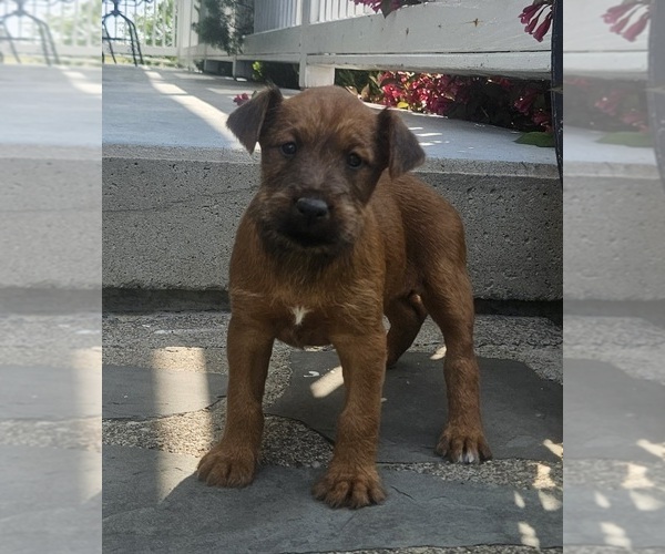 Medium Photo #12 Irish Terrier Puppy For Sale in WATERLOO, NY, USA