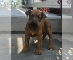 Small Photo #12 Irish Terrier Puppy For Sale in WATERLOO, NY, USA