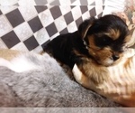 Small Photo #9 Yorkshire Terrier Puppy For Sale in AUSTIN, TX, USA