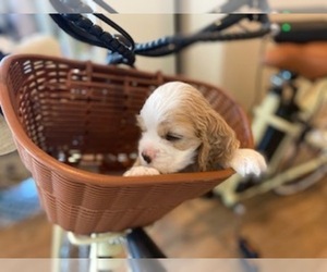 Medium Cocker Spaniel