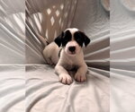 Small #2 Mutt