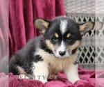 Image preview for Ad Listing. Nickname: Jasper
