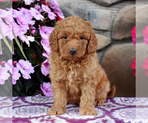 Miniature Labradoodle Puppy for sale in MILL HALL, PA, USA