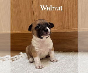 Boston Huahua Dogs for adoption in Bellevue, WA, USA