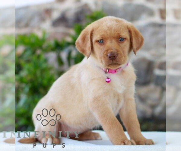 Medium Photo #4 Labrador Retriever Puppy For Sale in MORGANTOWN, PA, USA
