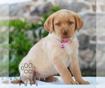 Small #3 Labrador Retriever