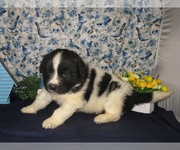 Medium Photo #1 Newfoundland Puppy For Sale in CHANUTE, KS, USA