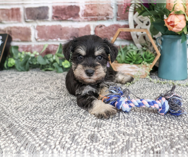Medium Photo #2 Schnauzer (Miniature) Puppy For Sale in SYRACUSE, IN, USA