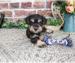 Small #1 Schnauzer (Miniature)