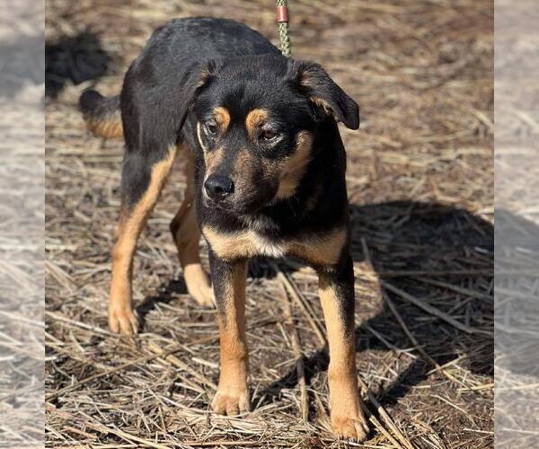Medium Photo #2 Mutt Puppy For Sale in Sykesville, MD, USA