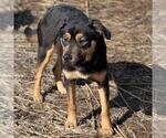 Small #1 Mutt