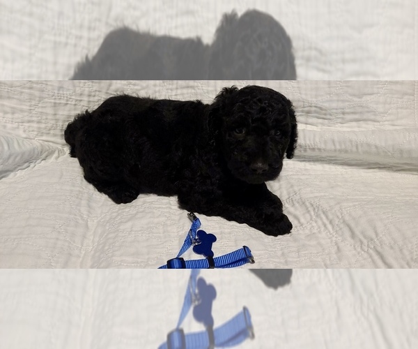 Medium Photo #5 Poodle (Standard) Puppy For Sale in GARDEN CITY, KS, USA