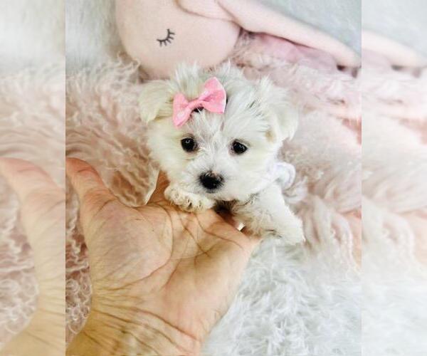 Medium Photo #22 Maltese Puppy For Sale in PEMBROKE PINES, FL, USA