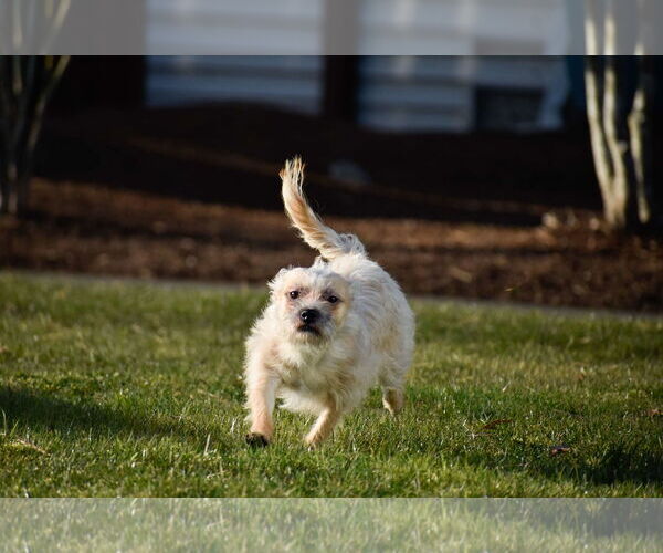 Medium Photo #13 Cairn Terrier Puppy For Sale in Arlington, WA, USA