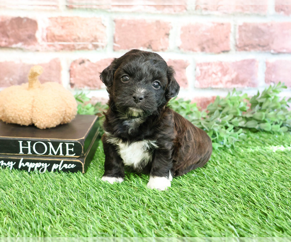 Medium Photo #2 ShihPoo Puppy For Sale in SYRACUSE, IN, USA