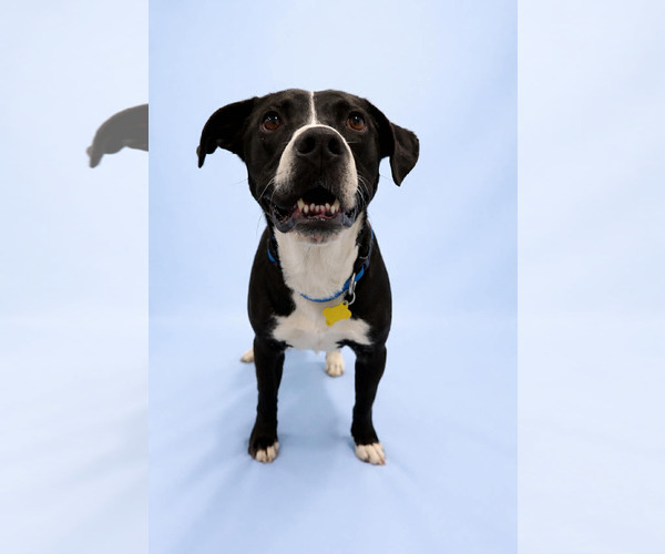 Medium Photo #7 Mutt Puppy For Sale in Sandy, UT, USA