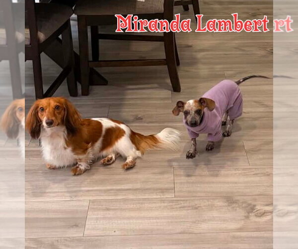 Medium Photo #31 Dachshund Puppy For Sale in San Antonio, TX, USA