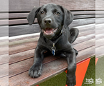 Small #5 Labrador Retriever Mix