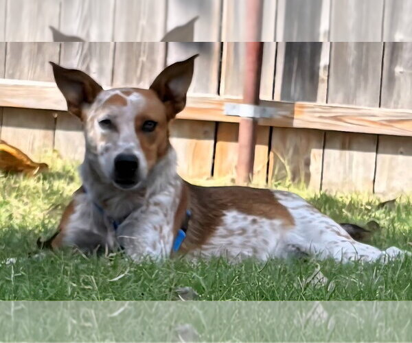Medium Photo #1 Mutt Puppy For Sale in Great Bend, KS, USA
