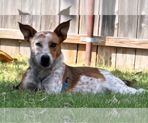 Mutt Dogs for adoption in Great Bend, KS, USA