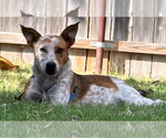 Ares - Male Mutt Dog for Adoption - Small photo