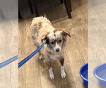Small #2 Australian Shepherd Mix