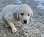 Small Photo #5 Labrador Retriever Puppy For Sale in CLINTONVILLE, WI, USA