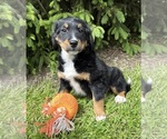 Small #2 Bernedoodle